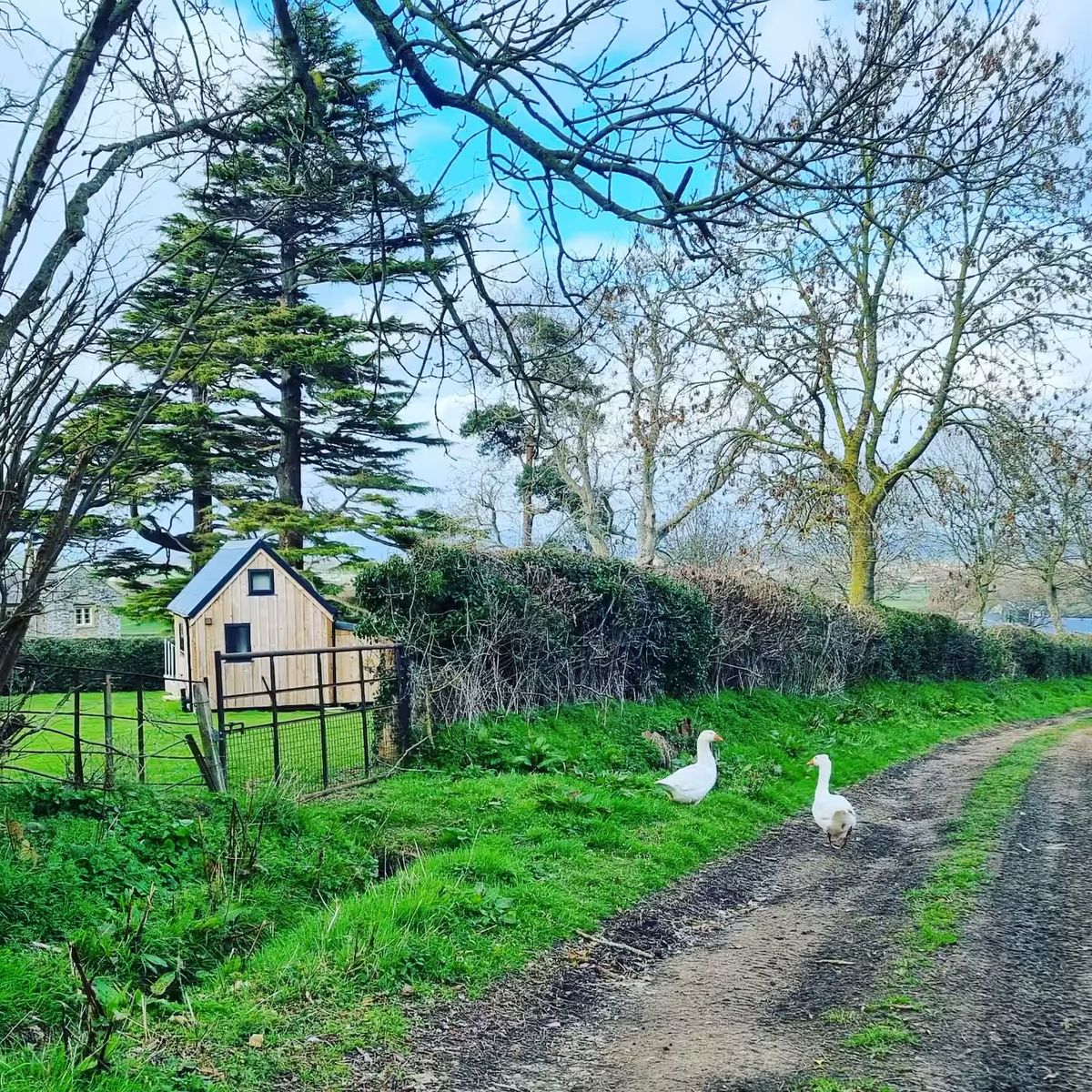 Cabin Surrounding Area